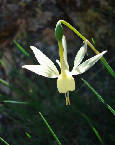 Fotografia de capa Narcissus triandrus - do Jardim Botânico