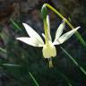 Fotografia 1 da espécie Narcissus triandrus do Jardim Botânico UTAD