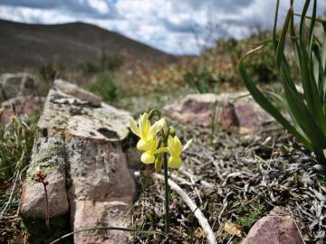 Fotografia da espécie Narcissus triandrus