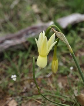 Fotografia 6 da espécie Narcissus triandrus no Jardim Botânico UTAD