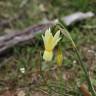 Fotografia 6 da espécie Narcissus triandrus do Jardim Botânico UTAD