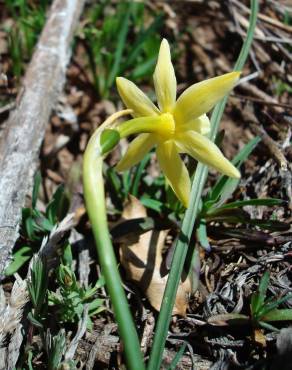 Fotografia 7 da espécie Narcissus triandrus no Jardim Botânico UTAD