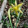 Fotografia 7 da espécie Narcissus triandrus do Jardim Botânico UTAD