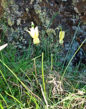 Fotografia 8 da espécie Narcissus triandrus no Jardim Botânico UTAD