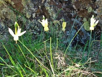 Fotografia da espécie Narcissus triandrus