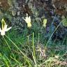 Fotografia 8 da espécie Narcissus triandrus do Jardim Botânico UTAD