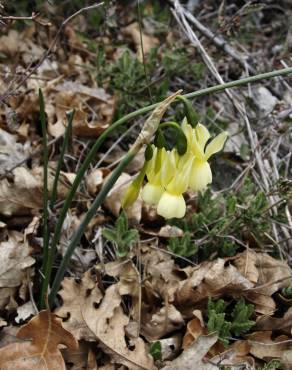 Fotografia 9 da espécie Narcissus triandrus no Jardim Botânico UTAD