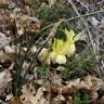 Fotografia 9 da espécie Narcissus triandrus do Jardim Botânico UTAD
