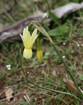Fotografia 10 da espécie Narcissus triandrus no Jardim Botânico UTAD
