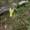 Fotografia 10 da espécie Narcissus triandrus do Jardim Botânico UTAD