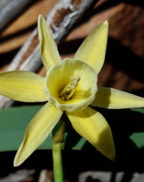 Fotografia 11 da espécie Narcissus triandrus no Jardim Botânico UTAD