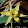 Fotografia 11 da espécie Narcissus triandrus do Jardim Botânico UTAD