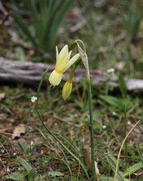 Fotografia 12 da espécie Narcissus triandrus no Jardim Botânico UTAD