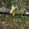 Fotografia 12 da espécie Narcissus triandrus do Jardim Botânico UTAD