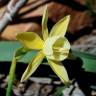 Fotografia 13 da espécie Narcissus triandrus do Jardim Botânico UTAD