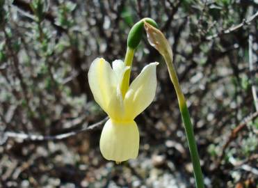 Fotografia da espécie Narcissus triandrus