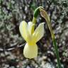 Fotografia 14 da espécie Narcissus triandrus do Jardim Botânico UTAD