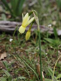 Fotografia da espécie Narcissus triandrus