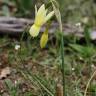 Fotografia 15 da espécie Narcissus triandrus do Jardim Botânico UTAD