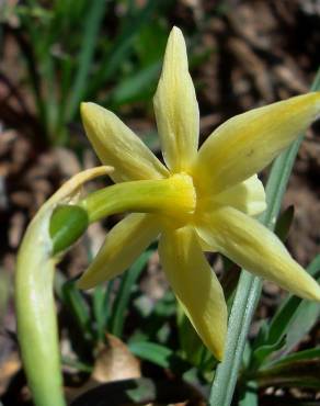 Fotografia 16 da espécie Narcissus triandrus no Jardim Botânico UTAD