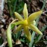 Fotografia 16 da espécie Narcissus triandrus do Jardim Botânico UTAD