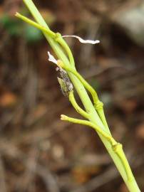 Fotografia da espécie Sisymbrium crassifolium