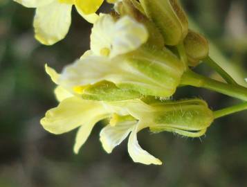 Fotografia da espécie Sisymbrium crassifolium