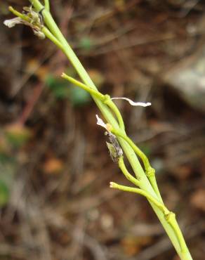 Fotografia 7 da espécie Sisymbrium crassifolium no Jardim Botânico UTAD