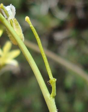 Fotografia 8 da espécie Sisymbrium crassifolium no Jardim Botânico UTAD