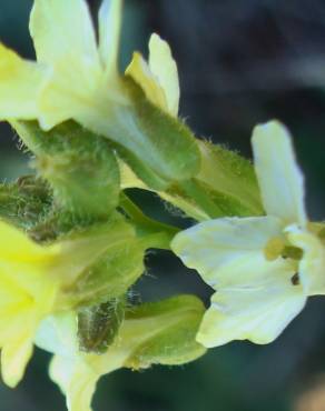 Fotografia 9 da espécie Sisymbrium crassifolium no Jardim Botânico UTAD