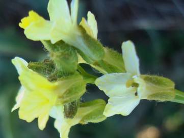 Fotografia da espécie Sisymbrium crassifolium