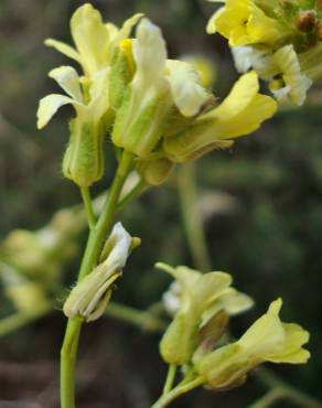 Fotografia 10 da espécie Sisymbrium crassifolium no Jardim Botânico UTAD