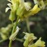 Fotografia 10 da espécie Sisymbrium crassifolium do Jardim Botânico UTAD