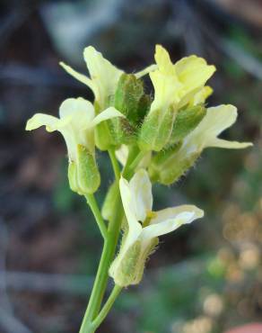 Fotografia 11 da espécie Sisymbrium crassifolium no Jardim Botânico UTAD