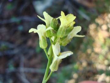 Fotografia da espécie Sisymbrium crassifolium