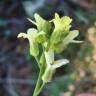 Fotografia 11 da espécie Sisymbrium crassifolium do Jardim Botânico UTAD