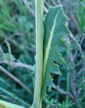 Fotografia 12 da espécie Sisymbrium crassifolium no Jardim Botânico UTAD