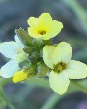 Fotografia da espécie Sisymbrium crassifolium