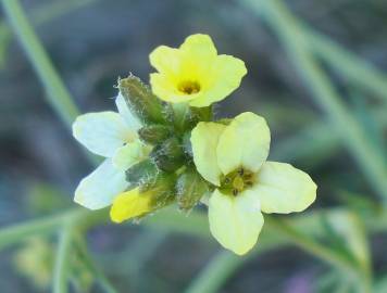 Fotografia da espécie Sisymbrium crassifolium