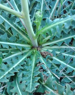 Fotografia 13 da espécie Sisymbrium crassifolium no Jardim Botânico UTAD