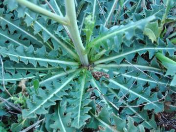 Fotografia da espécie Sisymbrium crassifolium