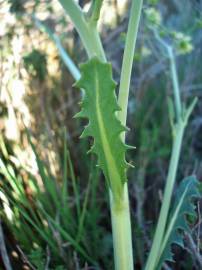 Fotografia da espécie Sisymbrium crassifolium