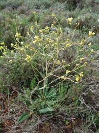 Fotografia da espécie Sisymbrium crassifolium