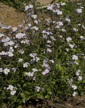 Fotografia 10 da espécie Malcolmia flexuosa no Jardim Botânico UTAD