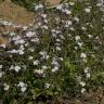 Fotografia 10 da espécie Malcolmia flexuosa do Jardim Botânico UTAD