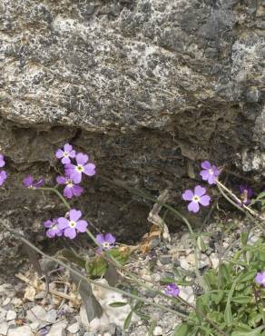 Fotografia 11 da espécie Malcolmia flexuosa no Jardim Botânico UTAD