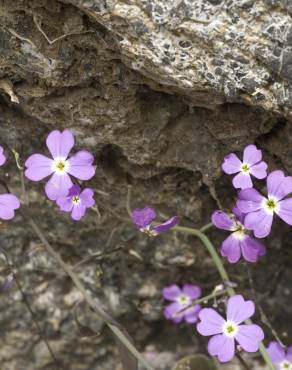 Fotografia 12 da espécie Malcolmia flexuosa no Jardim Botânico UTAD