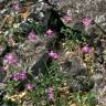 Fotografia 13 da espécie Malcolmia flexuosa do Jardim Botânico UTAD