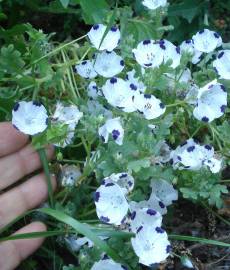 Fotografia da espécie Nemophila maculata