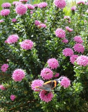 Fotografia 8 da espécie Pimelea ferruginea no Jardim Botânico UTAD